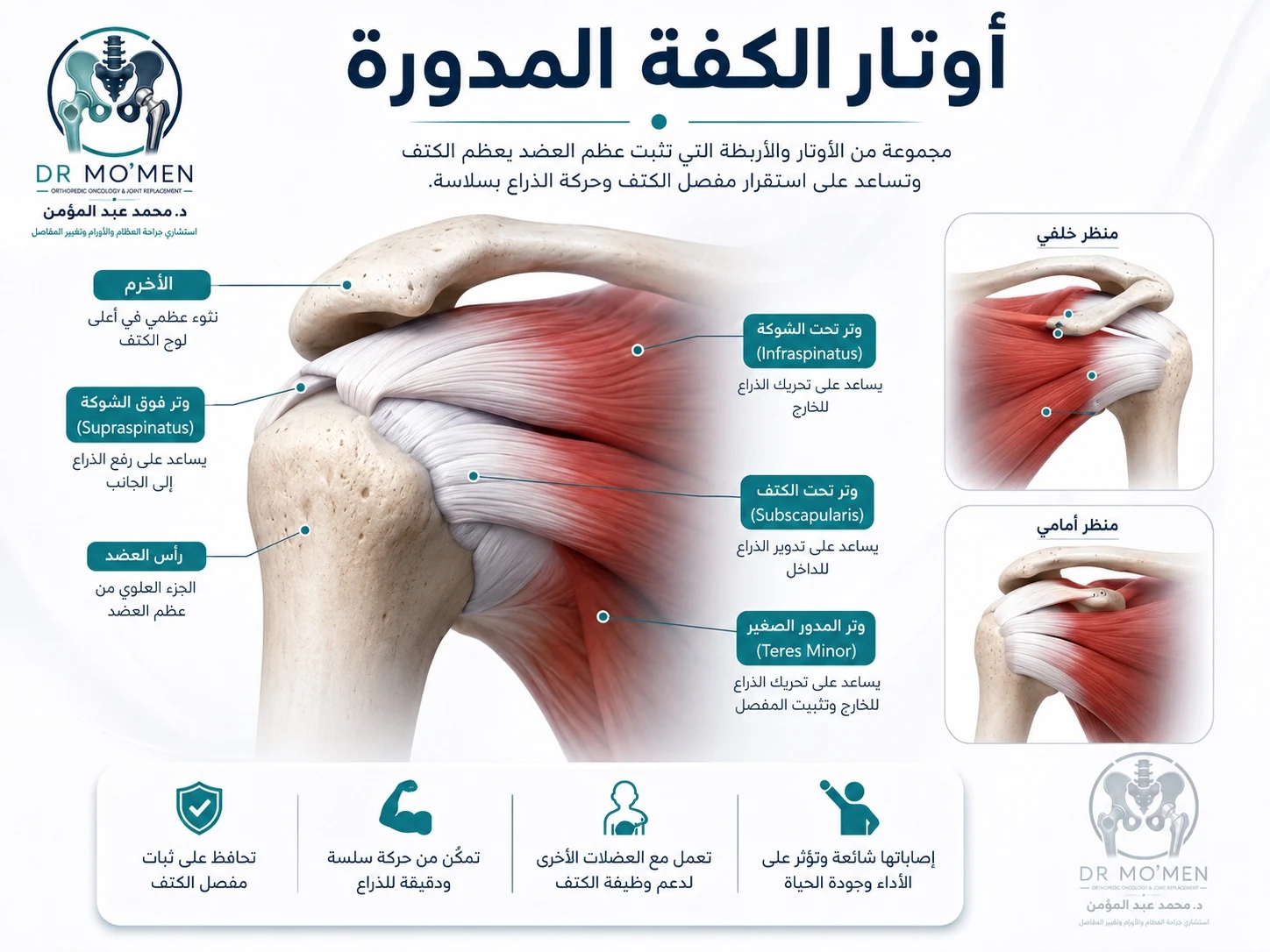 رسم تشريحي يوضح أوتار الكفة المدورة ووتر فوق الشوكة في الكتف